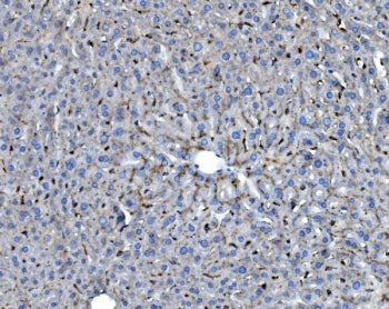 IHC staining of FFPE mouse liver with Ifi30 antibody. HIER: boil tissue sections in pH8 EDTA for 20