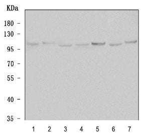 Alpha-Adaptin Antibody