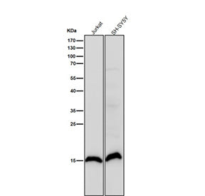 All lanes use the antibody at 1:1000 dilution for 1 hour at room temperature. Predicted molecular we