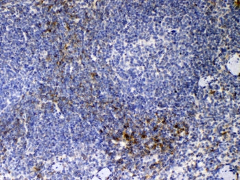 IHC testing of FFPE mouse spleen tissue with Cd14 antibody at 1ug/ml. Required HIER: steam section i