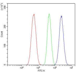 Ubiquitin-protein ligase E3A Antibody / UBE3A