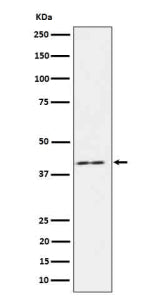 Western blot analysis of IL18 binding protein in human HeLa cell lysate using IL18BP antibody. Expec
