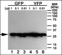 GFP Antibody