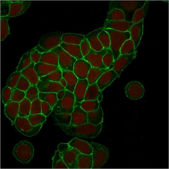 Immunofluorescent staining of human MCF7 cells with EpCAM antibody (clone EGP40/1373, green) and Red