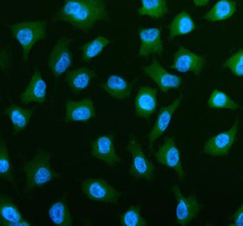 Immunofluorescent staining of PLS3 using anti-PLS3 antibody (green). PLS3 was detected in an immunoc