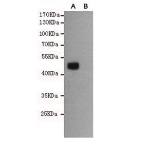 Western blot of Wnt3 A) transfected and (B) untransfected CHO-K1 cell lysate with WNT3 antibody at 1