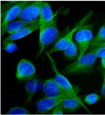 Immunofluorescent staining of FFPE human U-2 OS cells with Kv1.2 antibody (green) and DAPI nuclear s