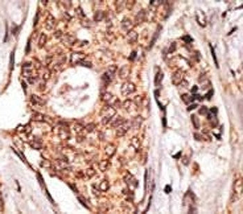 ICOS Antibody
