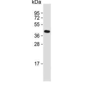 GFRAL Antibody