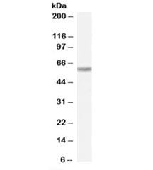 Western blot testing of human heart lysate with TAIP-12 antibody at 0.1ug/ml. Predicted molecular we