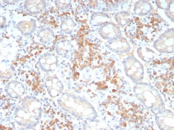 Pan-Cadherin Antibody