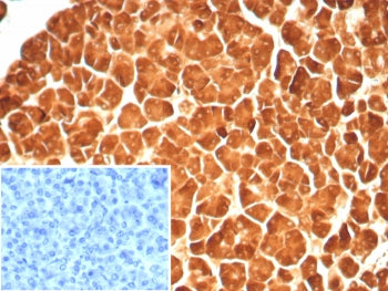 IHC staining of FFPE human pancreas tissue with Carboxypeptidase A1 antibody (clone rCPA1/8688). Ins