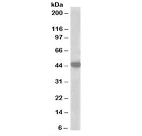 MCT2 Antibody