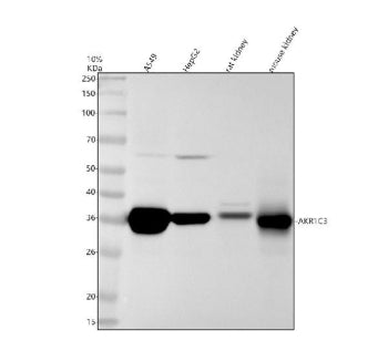AKR1C3 Antibody / Aldo-keto reductase family 1 member C3, 100ul