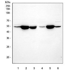 Gla Antibody / Galactosidase alpha