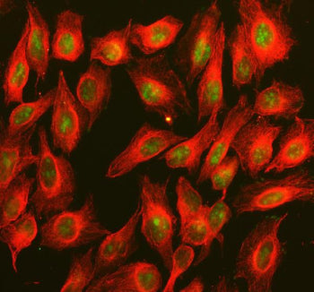 Immunofluorescent staining of BOP1 using anti-BOP1 antibody (green) and anti-Beta Tubulin antibody (