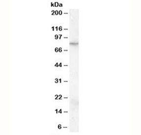Western blot testing of KELLY cell lysate with FMR1 antibody at 0.1ug/ml. Predicted/observed molecul