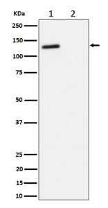 Western blot analysis of Phospho-(T986) expression in (1) Jurkat cell lysate; (2) Jurkat cell treate