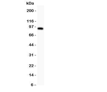 DISC1 Antibody