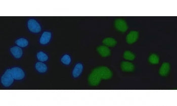 EXO1 Antibody / Exonuclease 1