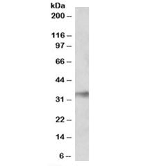 Western blot testing of human lung lysate with NEK7 antibody at 0.1ug/ml. Predicted molecular weight