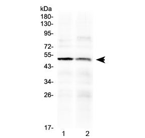 HtrA3 Antibody