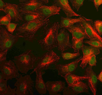 Immunofluorescent staining of PSME4 using anti-PSME4 antibody (green) and anti-Beta Tubulin antibody