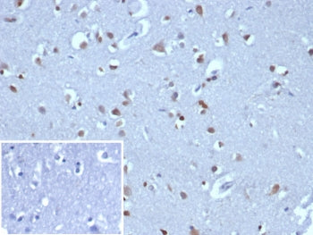 Neurogenin 3 Antibody / NGN3