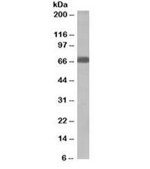 Western blot testing of human muscle lysate with SHP2 antibody at 2ug/ml. Predicted molecular weight