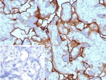 PD-L1 Antibody / B7-H1 / CD274