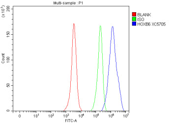 Flow Cytometry analysis of Hela cells using anti-HOXB6 antibody. Overlay histogram showing Hela cell