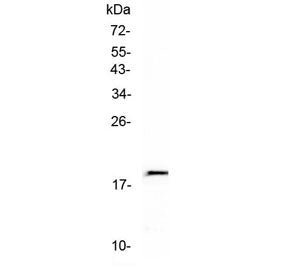 IL-32 Antibody