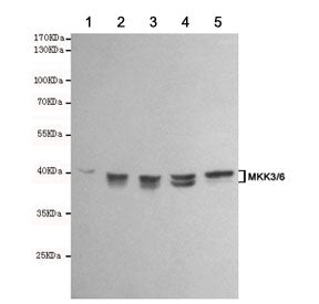 Western blot testing of 1) rat PC12, 2) rat C6, 3) human Ramos, 4) human Jurkat and 5) human HeLa ce