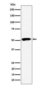 Western blot analysis of PPP2R5E expression in human 293 cell lysate using PPP2R5E antibody. Predict