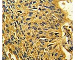 CDK2 Antibody