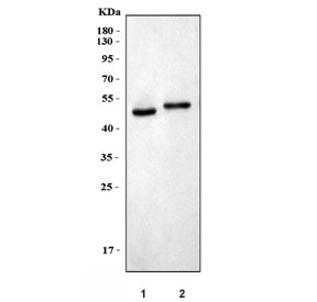 Western blot testing of 1) rat brain and 2) mouse brain tissue lysate with CCN4 antibody. Expected molecular weight: 40-55 kDa depending on degree of glycosylation.