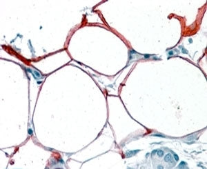IHC testing of FFPE human pancreas with KIAA1881 antibody at 4ug/ml. HIER: steamed with pH6 citrate