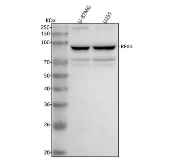 Western blot analysis of RFX4 using anti-RFX4 antibody. Lane 1: human U-87MG whole cell lysates, Lan