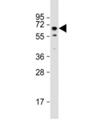Western blot testing of mouse testis lysate with TOR1AIP1 antibody at 1:2000. Predicted molecular we