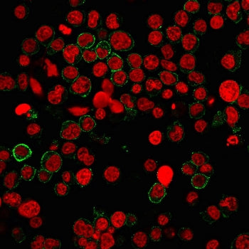 CD31 Antibody / PECAM-1