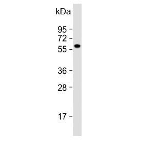 FGR Antibody / c-FGR proto oncogene