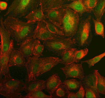 Immunofluorescent staining of SYT17 using anti-SYT17 antibody (green) and anti-Beta Tubulin antibody