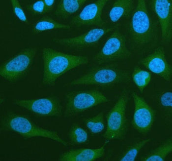 Immunofluorescent staining of NANS using anti-NANS antibody (green). NANS was detected in an immunoc