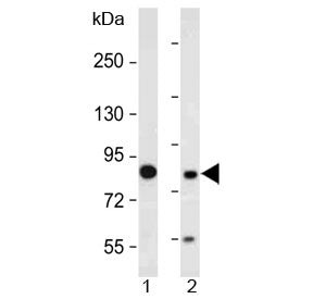 Western blot testing of human 1) HeLa and 2) HepG2 cell lysate with MUT antibody at 1:2000. Predicte