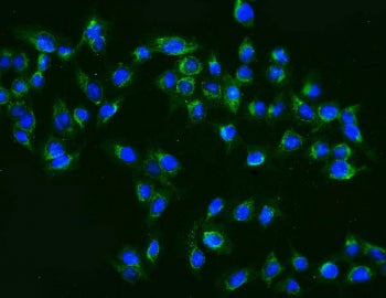 MEK2 Antibody / MAP2K2