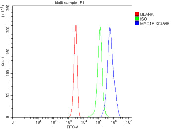 Flow Cytometry analysis of Jurkat cells using anti-MYO1E antibody. Overlay histogram showing Jurkat