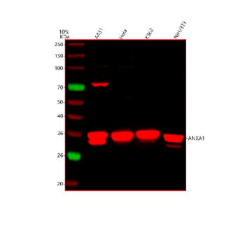 Western blot analysis of Annexin using anti-Annexin antibody. Lane 1: human whole cell lysates, Lane