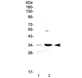 JUND Antibody