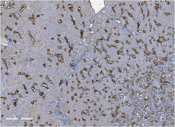 IHC staining of FFPE mouse kidney with Uromodulin antibody. HIER: boil tissue sections in pH8 EDTA f