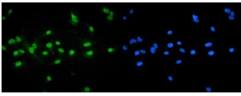IF/ICC staining of FFPE human A549 cells with NR1H4 antibody (green) at 2ug/ml and DAPI nuclear stai